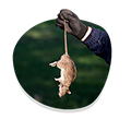 Pest control Sydney