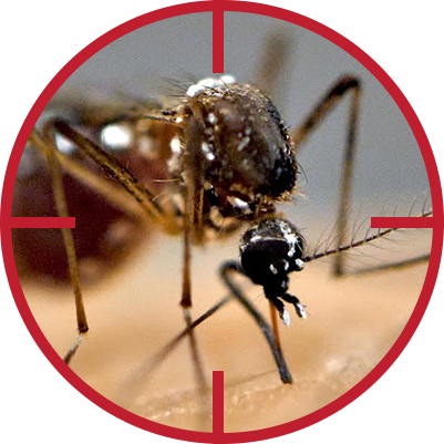 mosquito