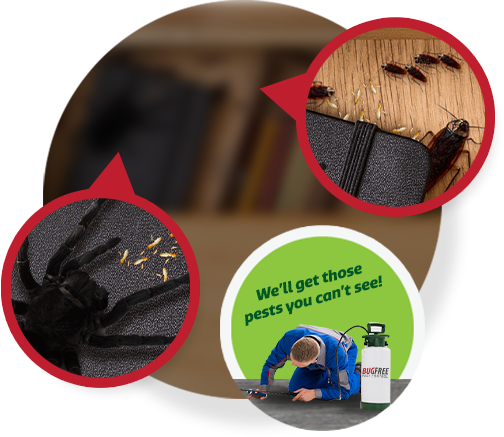 Pest control sydney -pest inspection