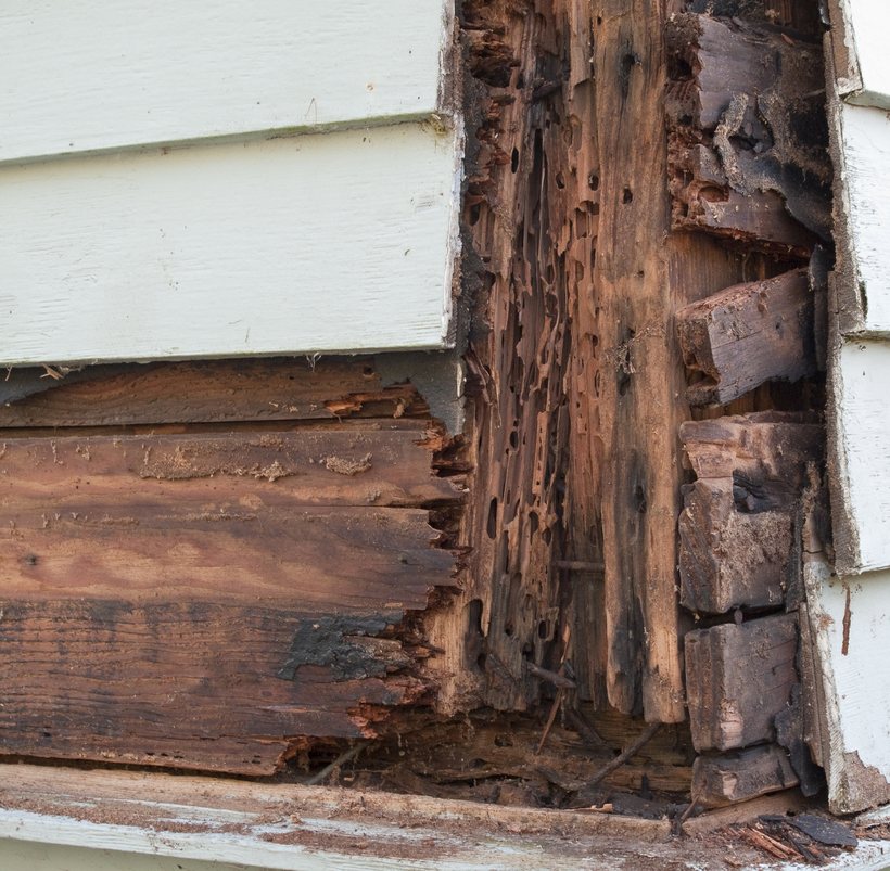 Termite-damaged timber