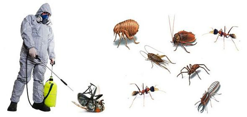 Ant Pest Control Hero Background