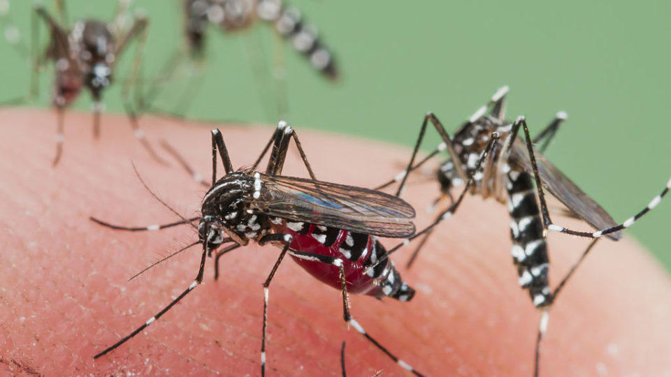 Mosquitoes Control
