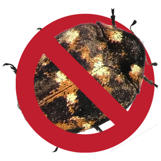 No-carpetbeetle
