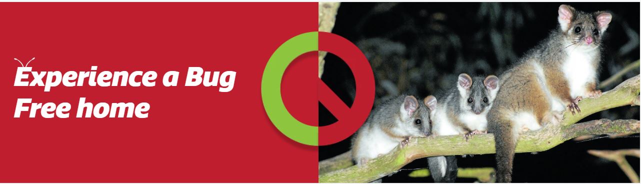 Possum Pest Control