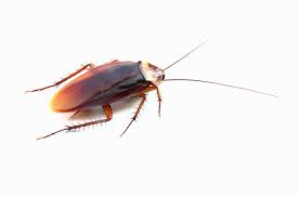 Smoky Brown Cockroach Pest Control