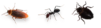 Common Pests